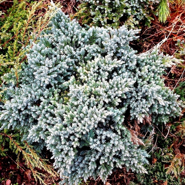 Kadagys žvynuotasis  (Juniperus squamata) 'BLUE STAR'